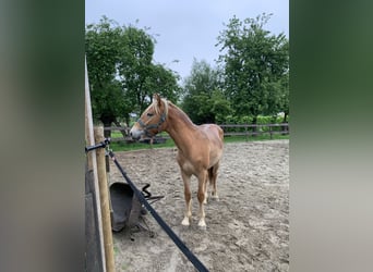 Haflinger Croisé, Étalon, 1 Année, 150 cm, Alezan