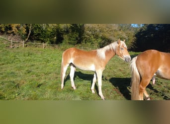 Haflinger, Étalon, 1 Année, 150 cm, Alezan