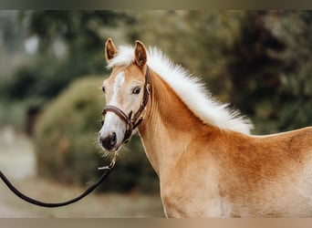 Haflinger, Étalon, 1 Année, 152 cm, Alezan