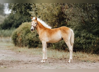 Haflinger, Étalon, 1 Année, 152 cm, Alezan