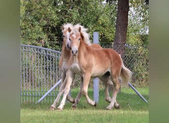 Haflinger, Étalon, 1 Année, 154 cm, Alezan