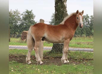 Haflinger Croisé, Étalon, 1 Année, 155 cm, Alezan