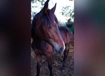 Haflinger Croisé, Étalon, 1 Année, 160 cm, Bai brun Haflinger Croisé, Étalon, 1 Année, 160 cm, Bai brun