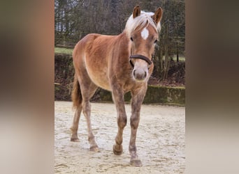 Haflinger, Étalon, 1 Année, Alezan