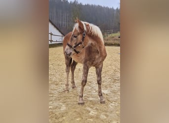 Haflinger, Étalon, 1 Année, Alezan