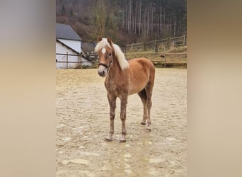 Haflinger, Étalon, 1 Année, Alezan