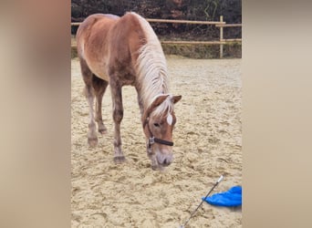 Haflinger, Étalon, 1 Année, Alezan