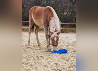 Haflinger, Étalon, 1 Année, Alezan