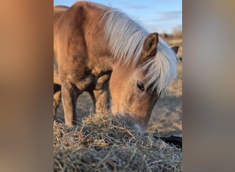 Haflinger, Étalon, 1 Année, Alezan