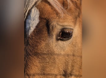 Haflinger, Étalon, 1 Année, Alezan
