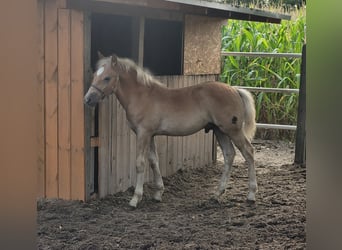 Haflinger, Étalon, 1 Année, Alezan