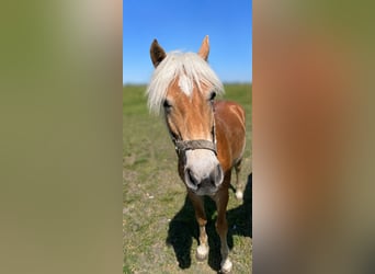 Haflinger, Étalon, 1 Année