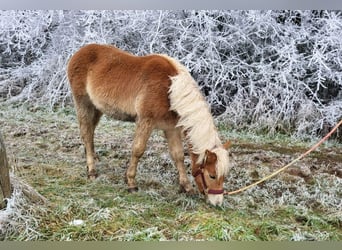 Haflinger, Étalon, 1 Année