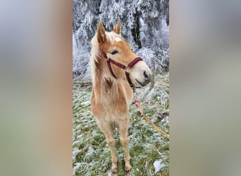 Haflinger, Étalon, 1 Année