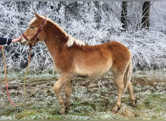 Haflinger, Étalon, 1 Année