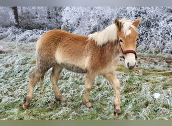 Haflinger, Étalon, 1 Année