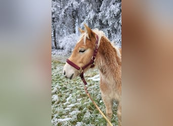 Haflinger, Étalon, 1 Année