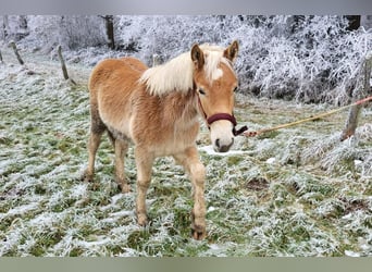 Haflinger, Étalon, 1 Année