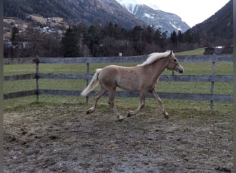 Haflinger, Étalon, 1 Année