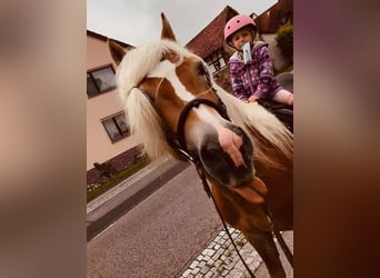 Haflinger, Étalon, 20 Ans, 149 cm