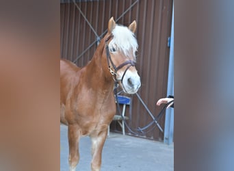 Haflinger, Étalon, 22 Ans, 140 cm, Palomino