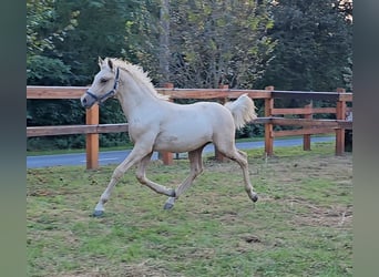 Haflinger Croisé, Étalon, 2 Ans, 137 cm, Palomino