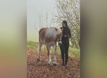 Haflinger, Étalon, 2 Ans, 140 cm, Alezan