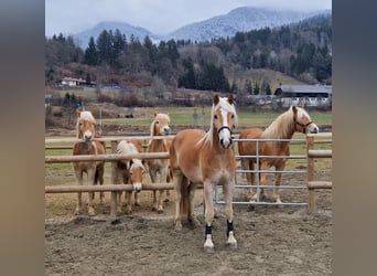Haflinger, Étalon, 2 Ans, 140 cm, Alezan