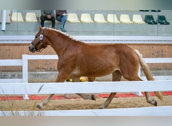 Haflinger, Étalon, 2 Ans, 145 cm