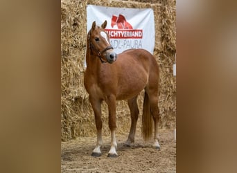 Haflinger, Étalon, 2 Ans, 145 cm