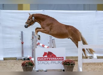 Haflinger, Étalon, 2 Ans, 145 cm