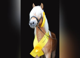 Haflinger, Étalon, 2 Ans, 149 cm, Alezan