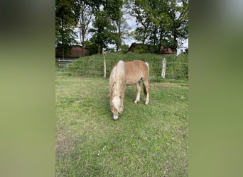 Haflinger, Étalon, 2 Ans, 150 cm