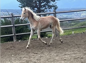 Haflinger, Étalon, 2 Ans