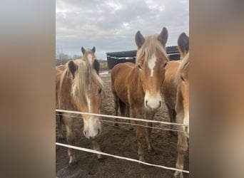 Haflinger, Étalon, 3 Ans, 149 cm