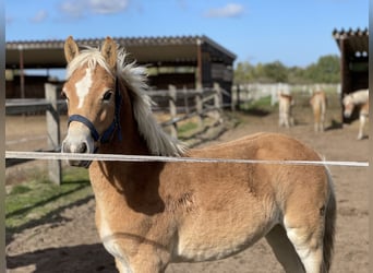 Haflinger, Étalon, 3 Ans, 149 cm