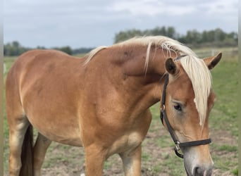 Haflinger, Étalon, 3 Ans, 149 cm