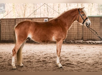 Haflinger, Étalon, 3 Ans, 150 cm, Alezan