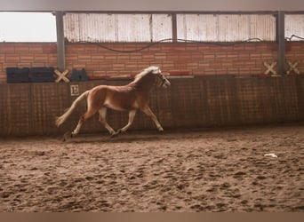 Haflinger, Étalon, 3 Ans, 150 cm, Alezan