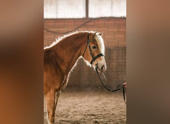 Haflinger, Étalon, 3 Ans, 150 cm, Alezan