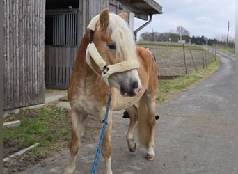 Haflinger, Étalon, 3 Ans, 153 cm, Alezan