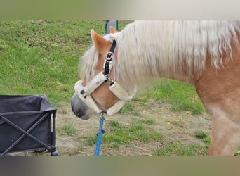 Haflinger, Étalon, 3 Ans, 153 cm, Alezan