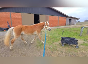 Haflinger, Étalon, 3 Ans, 153 cm, Alezan