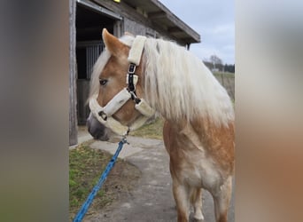 Haflinger, Étalon, 3 Ans, 153 cm, Alezan