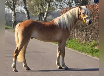 Haflinger, Étalon, 3 Ans, 153 cm, Palomino