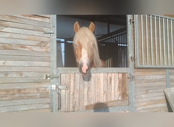 Haflinger, Étalon, 3 Ans, 155 cm, Alezan