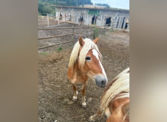 Haflinger, Étalon, 3 Ans, 155 cm, Alezan