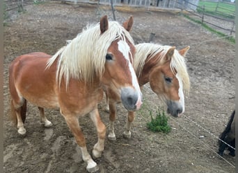 Haflinger, Étalon, 3 Ans, 155 cm, Alezan