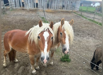 Haflinger, Étalon, 3 Ans, 155 cm, Alezan