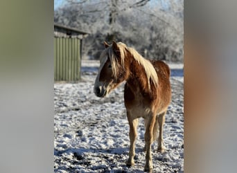 Haflinger, Étalon, 3 Ans, Alezan